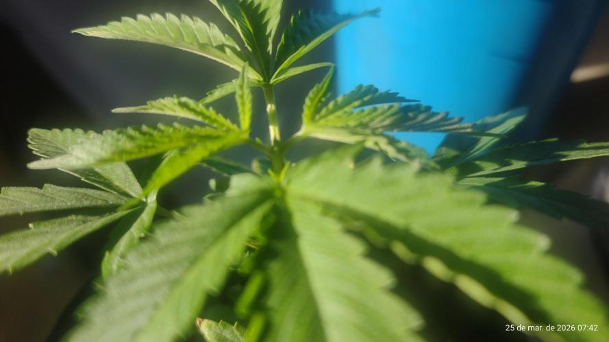Skittles Pie Clones. Week 1