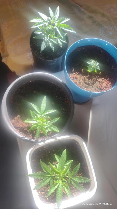 Skittles Pie Clones. Week 1