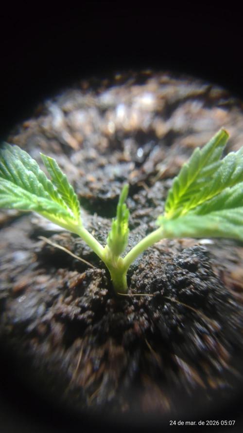 Skittles Pie Clones. Week 1