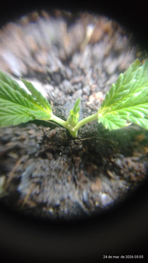 Skittles Pie Clones. Week 1