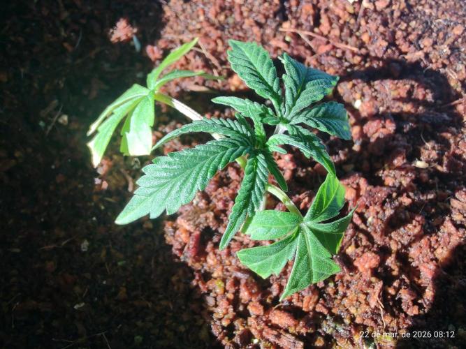 Skittles Pie Clones. Week 1