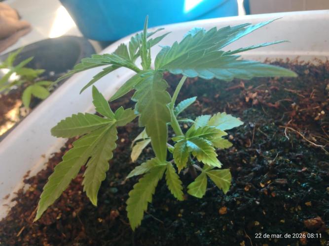 Skittles Pie Clones. Week 1