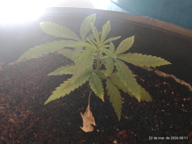 Skittles Pie Clones. Week 1
