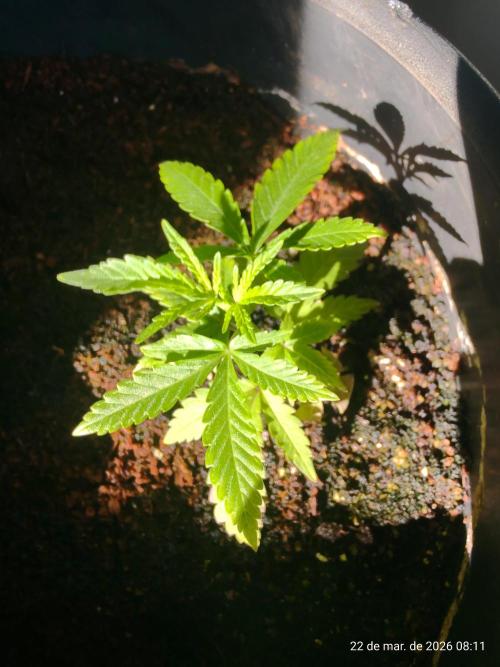 Skittles Pie Clones. Week 1