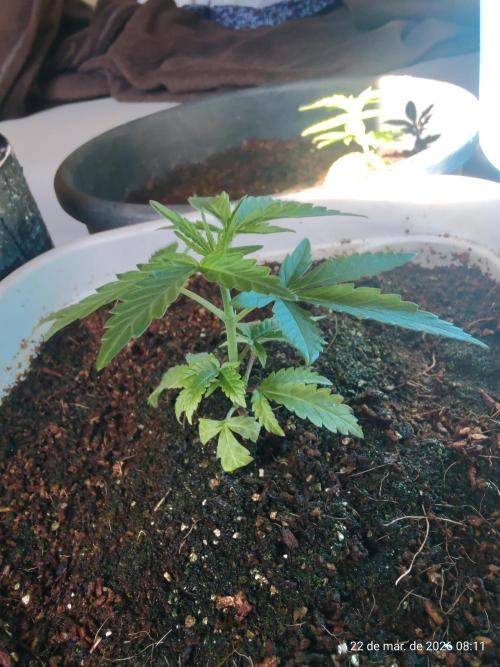 Skittles Pie Clones. Week 1