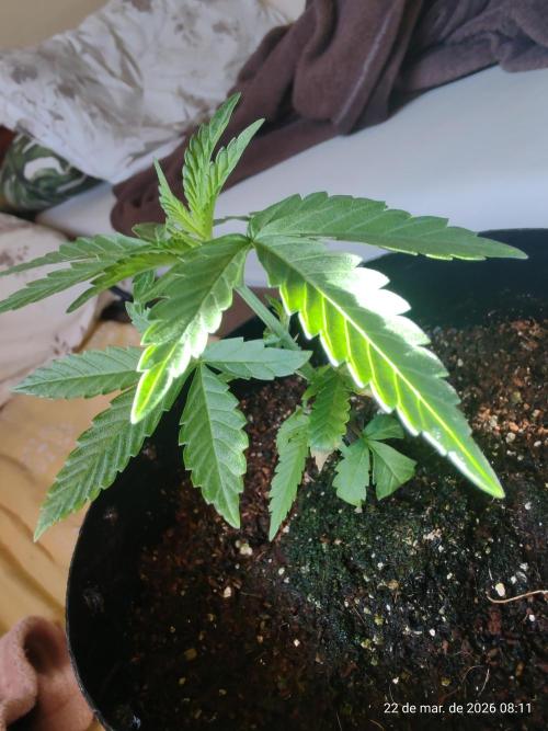 Skittles Pie Clones. Week 1