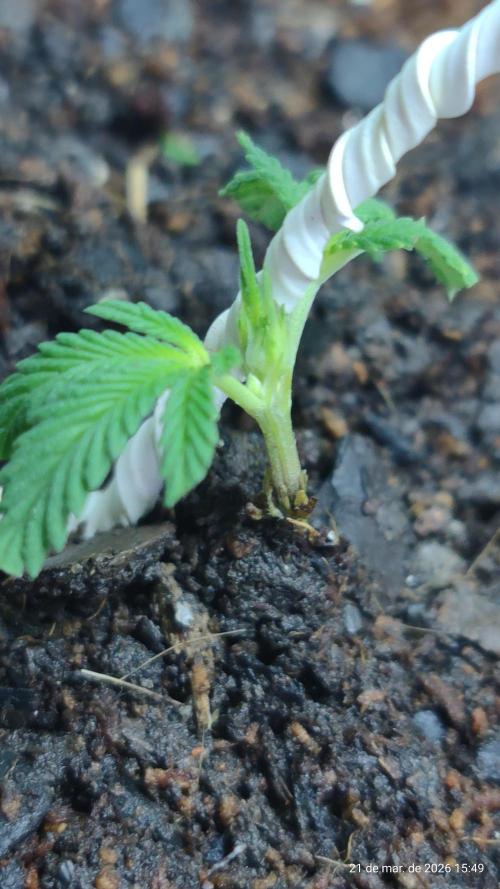 Skittles Pie Clones. Week 1