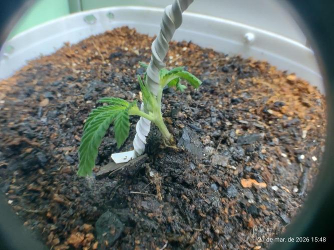 Skittles Pie Clones. Week 1