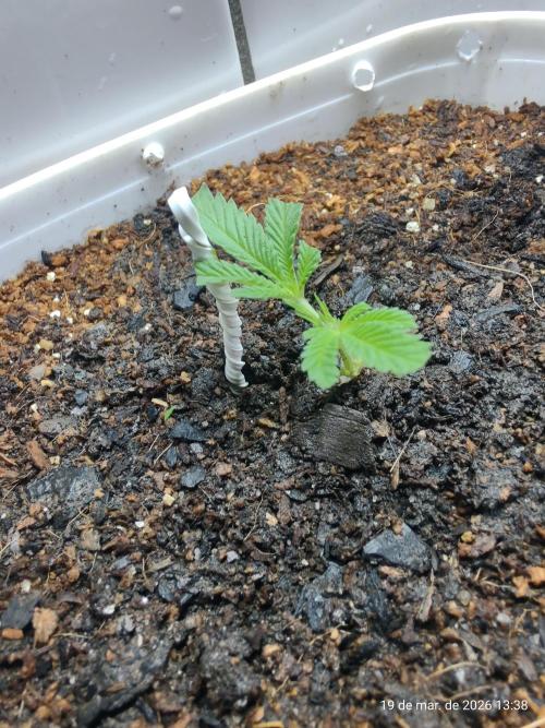 Skittles Pie Clones. Week 1