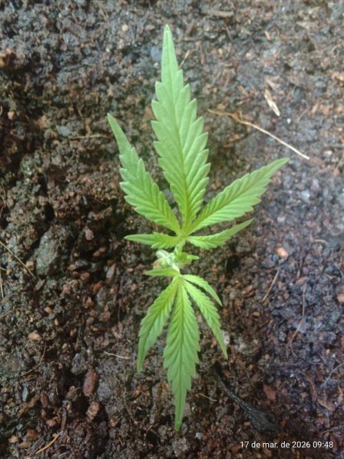 Skittles Pie Clones. Week 1