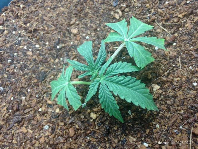 Skittles Pie Clones. Week 1