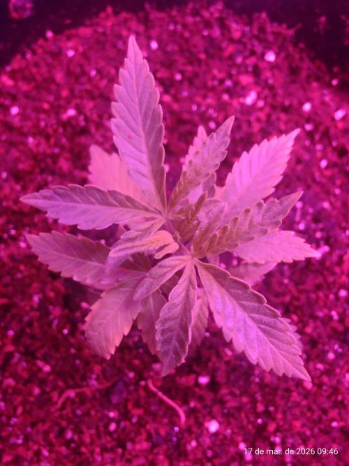 Skittles Pie Clones. Week 1