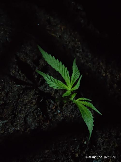 Skittles Pie Clones. Week 2
