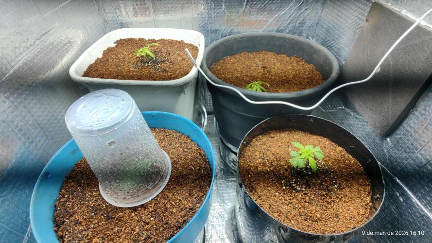 Skittles Pie Clones. Week 2