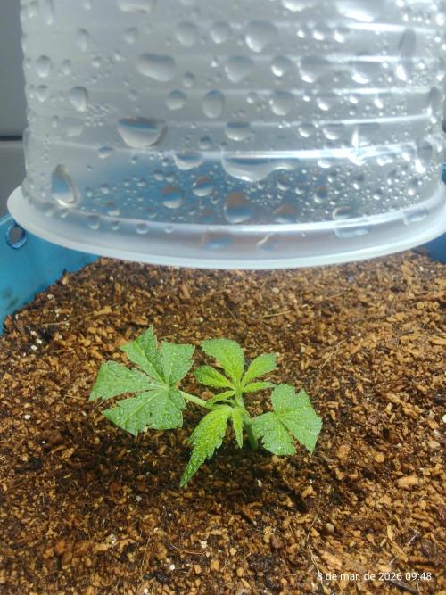 Skittles Pie Clones. Week 2