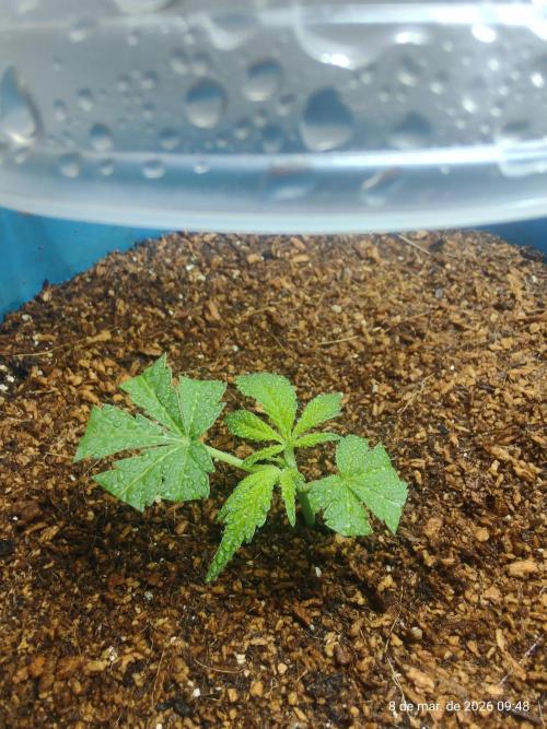 Skittles Pie Clones. Week 2