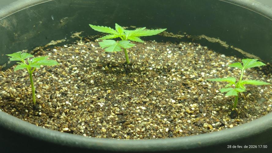 Skittles Pie Clones. Week 2