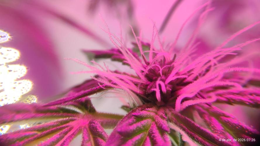 Skittles Pie. Week 11