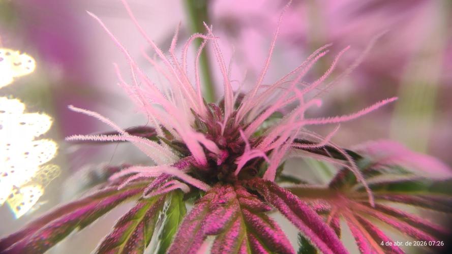 Skittles Pie. Week 11