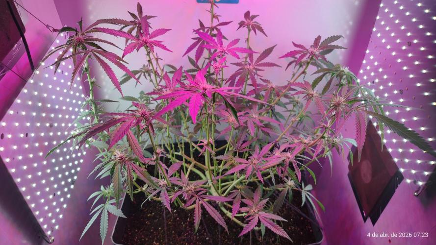 Skittles Pie. Week 11