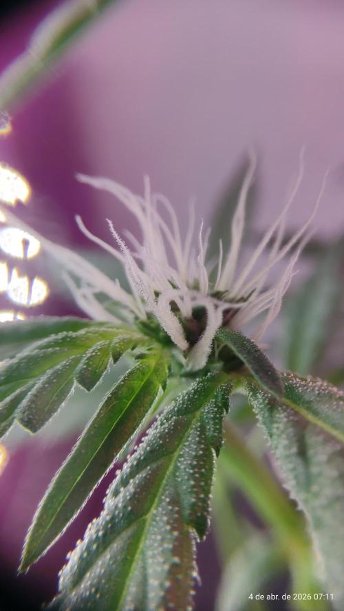 Skittles Pie. Week 11