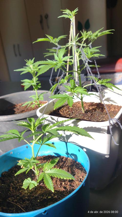 Skittles Pie Clones. Week 2