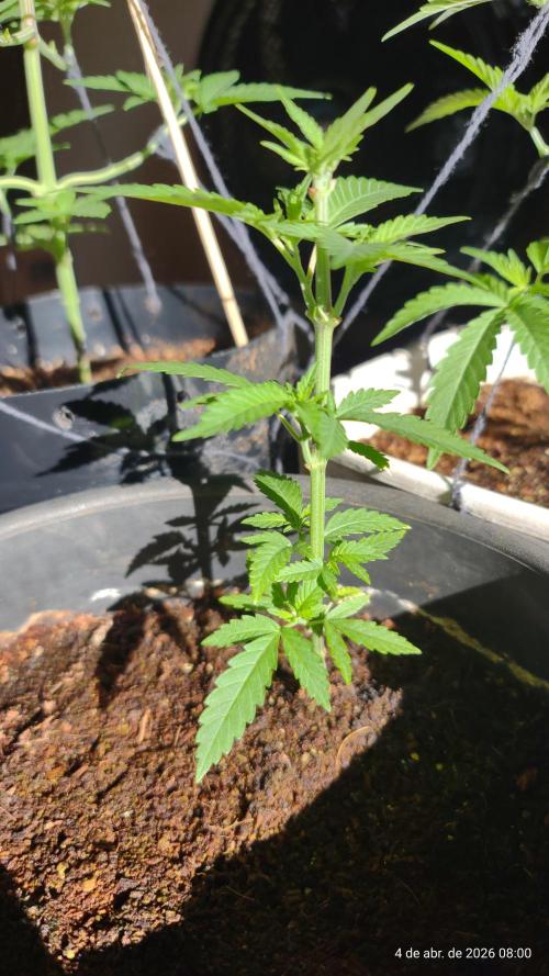 Skittles Pie Clones. Week 2
