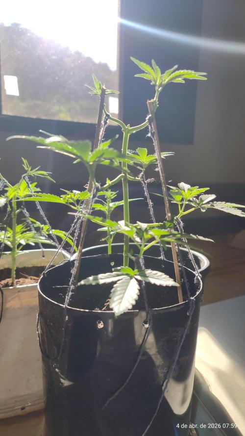 Skittles Pie Clones. Week 2