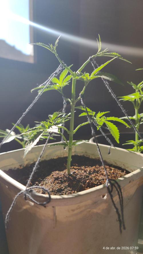 Skittles Pie Clones. Week 2
