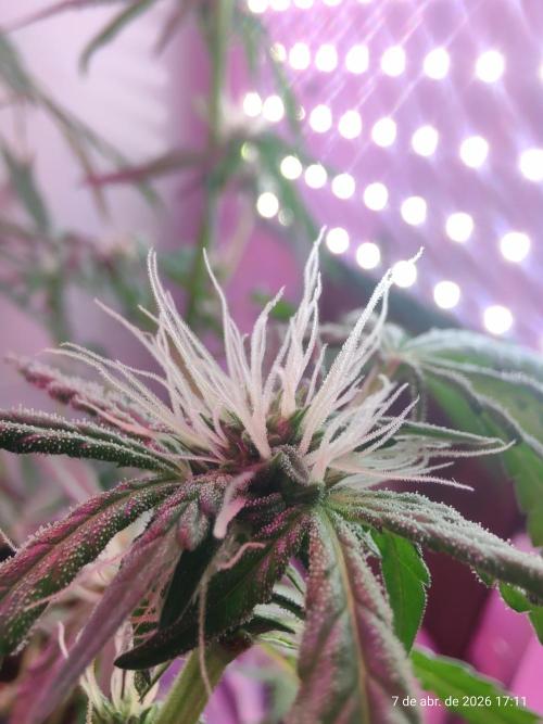 Skittles Pie. Week 12