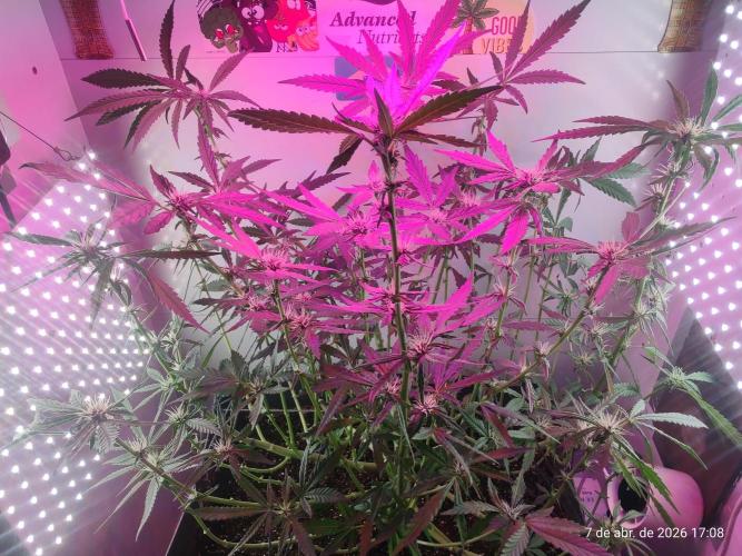 Skittles Pie. Week 12