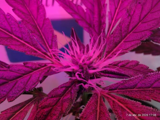 Skittles Pie. Week 12