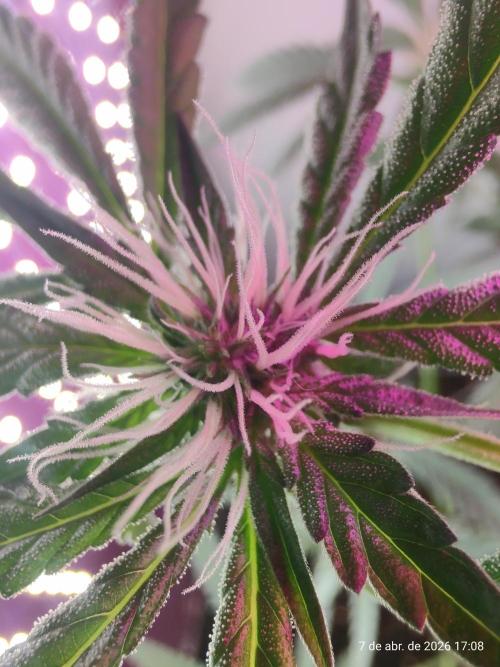 Skittles Pie. Week 12