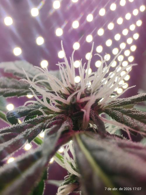 Skittles Pie. Week 12