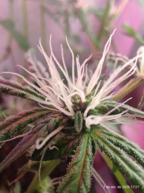 Skittles Pie. Week 12