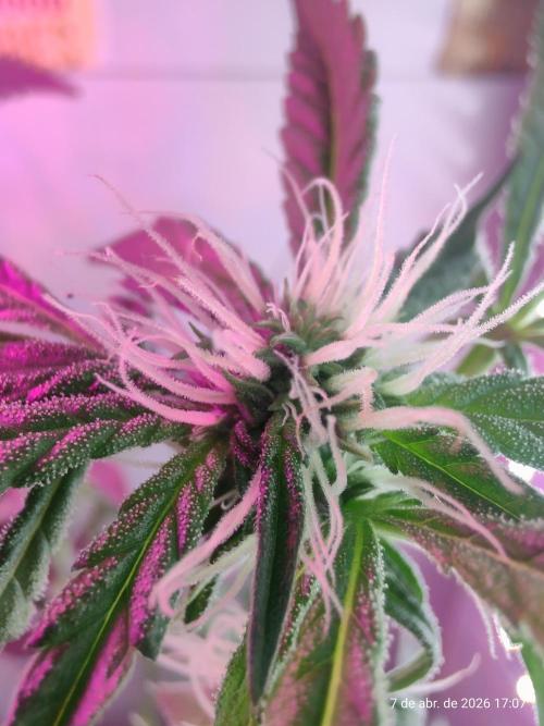 Skittles Pie. Week 12