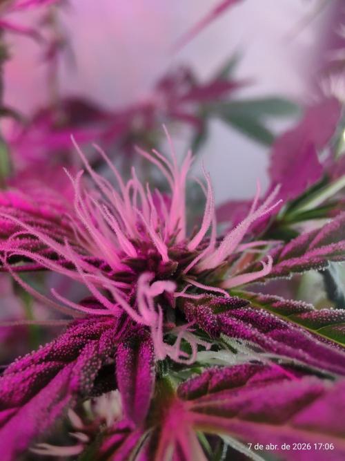 Skittles Pie. Week 12