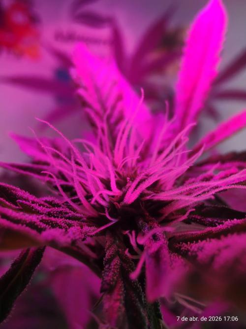 Skittles Pie. Week 12