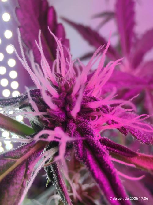 Skittles Pie. Week 12