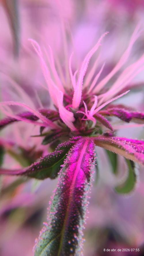 Skittles Pie. Week 12