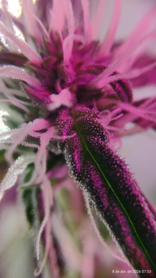 Skittles Pie. Week 12