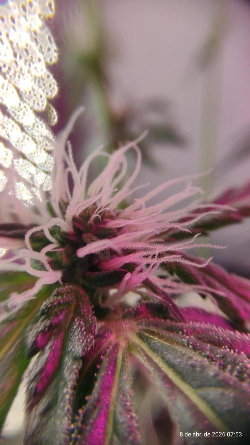 Skittles Pie. Week 12