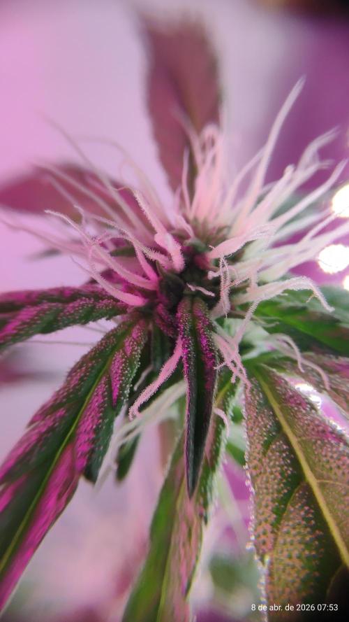 Skittles Pie. Week 12