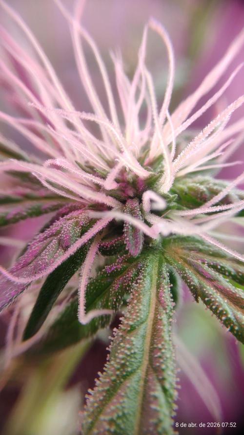 Skittles Pie. Week 12