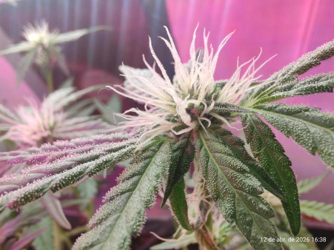Skittles Pie. Week 12