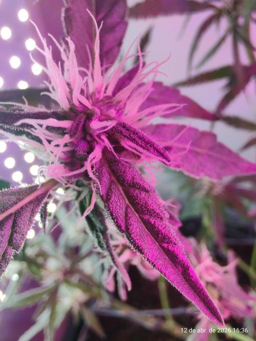 Skittles Pie. Week 12