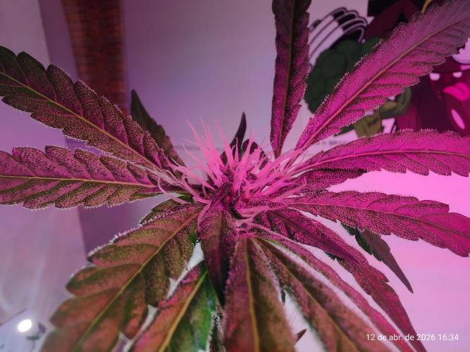 Skittles Pie. Week 12