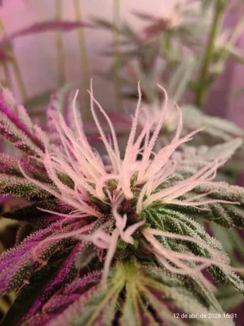 Skittles Pie. Week 12