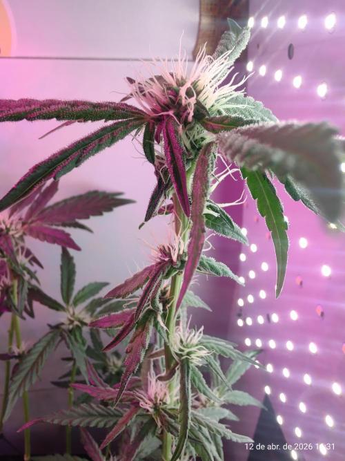 Skittles Pie. Week 12