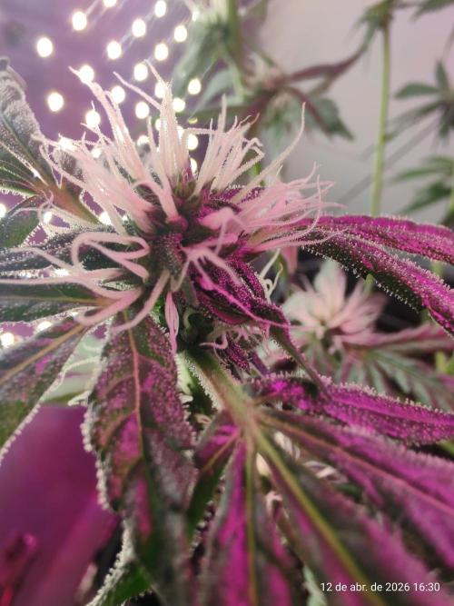 Skittles Pie. Week 12